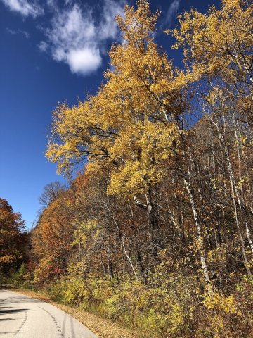 2020-10-17 13 46 24 Paper Birches in autumn at about 2000 feet above sea level along Sky Line Drive on Equinox Mountain…