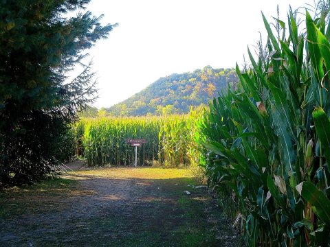 Corn Maze