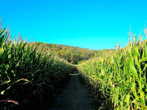 Corn Maze - panoramio (1)
