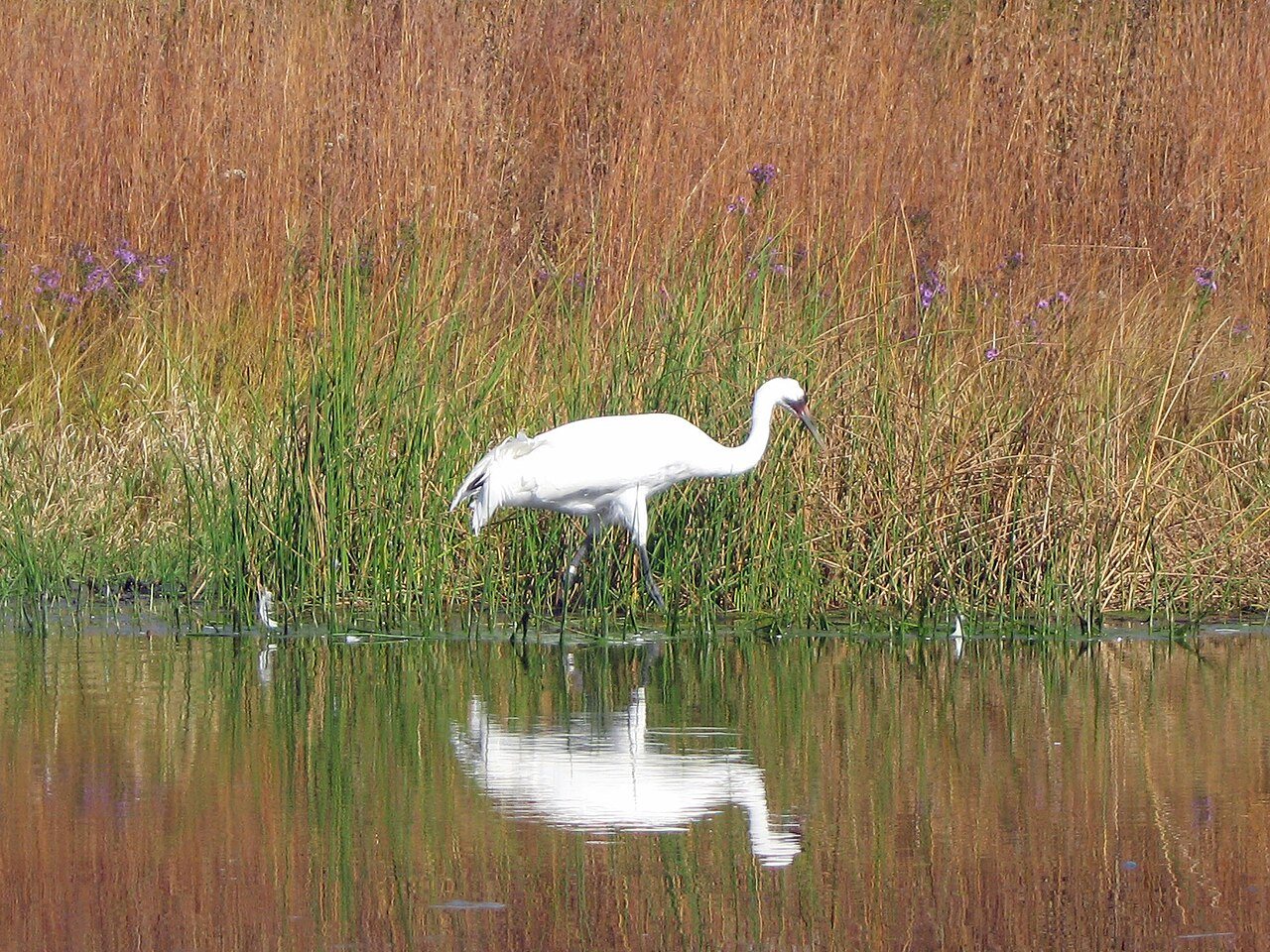 Whooping Crane - Flickr - GregTheBusker