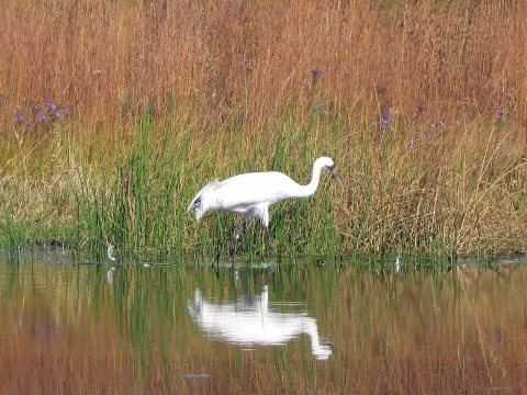 Whooping Crane - Flickr - GregTheBusker