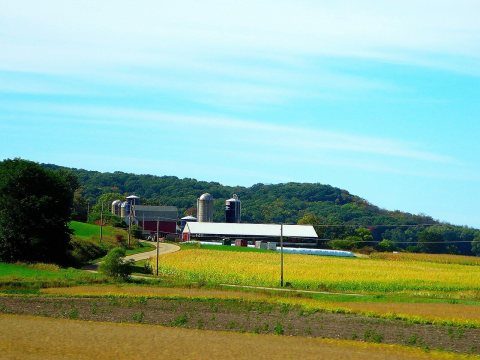 Dairy Farms - panoramio (1)