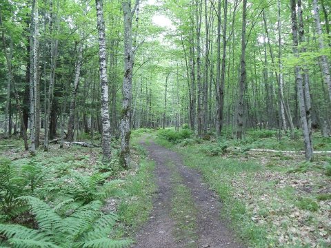 Wilderness park trail