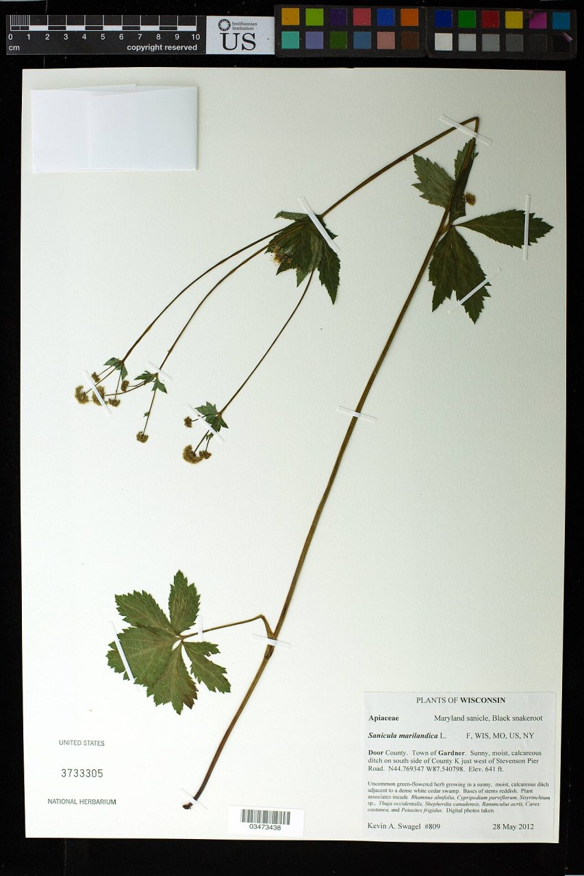 Sanicula marilandica