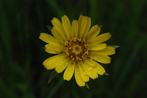 Jack-go-to-bed-at-noon goatsbeard Tragopogon pratensis
