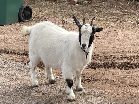 Oxbow Estates, Arizona - Friendly Goat