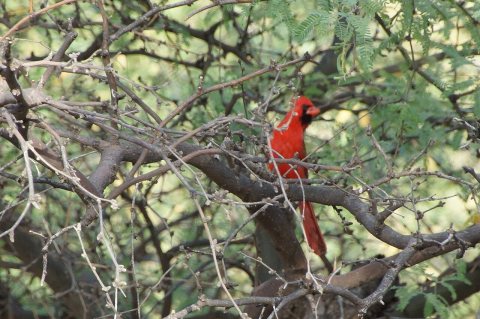 Northern cardinal