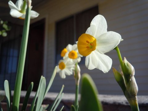 Daffodils in