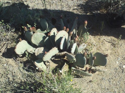 Cacti in western Arizona