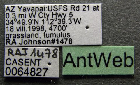 Formica lasioides casent0064827 label 1