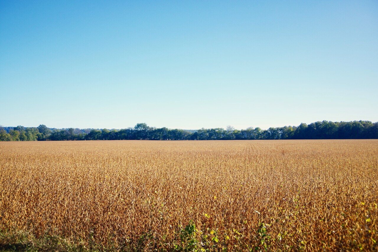 Junction-fields-il