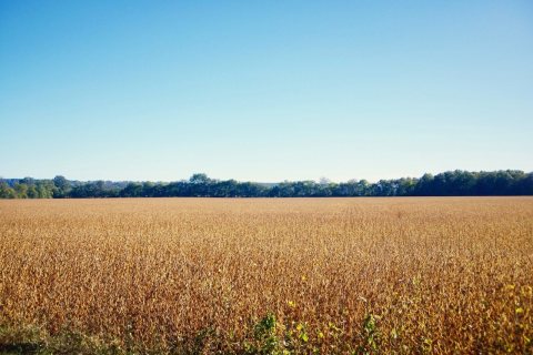 Junction-fields-il