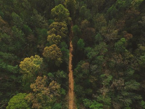 Ozark National Forest, Russellville, United States (Unsplash)