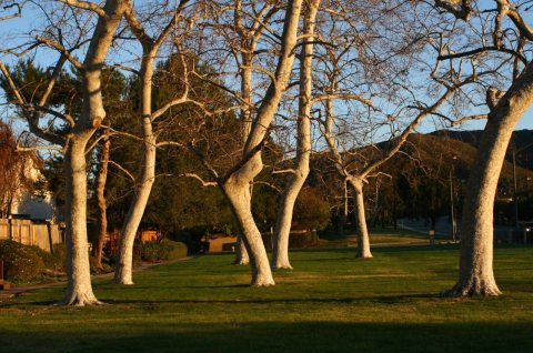 Trees