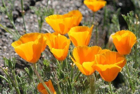 Poppies group