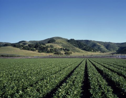 Celery crop stretches far into the distance on the Central Coast
