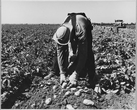 Edison, Kern County, California. 17-year-old boy agri. [sic] worker sacking early potatoes after mec