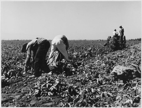Edison, Kern County, California. Pickers sack early potatoes, dug by mechanical digger on large-scal