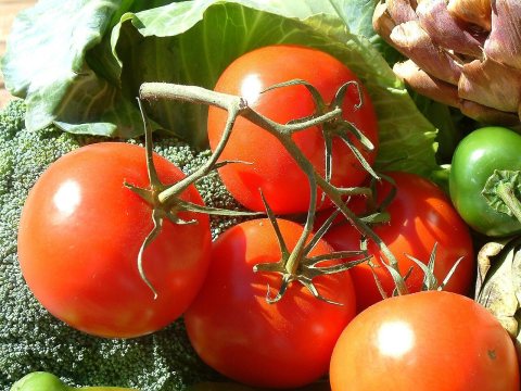 Tomatos, DSCF1624