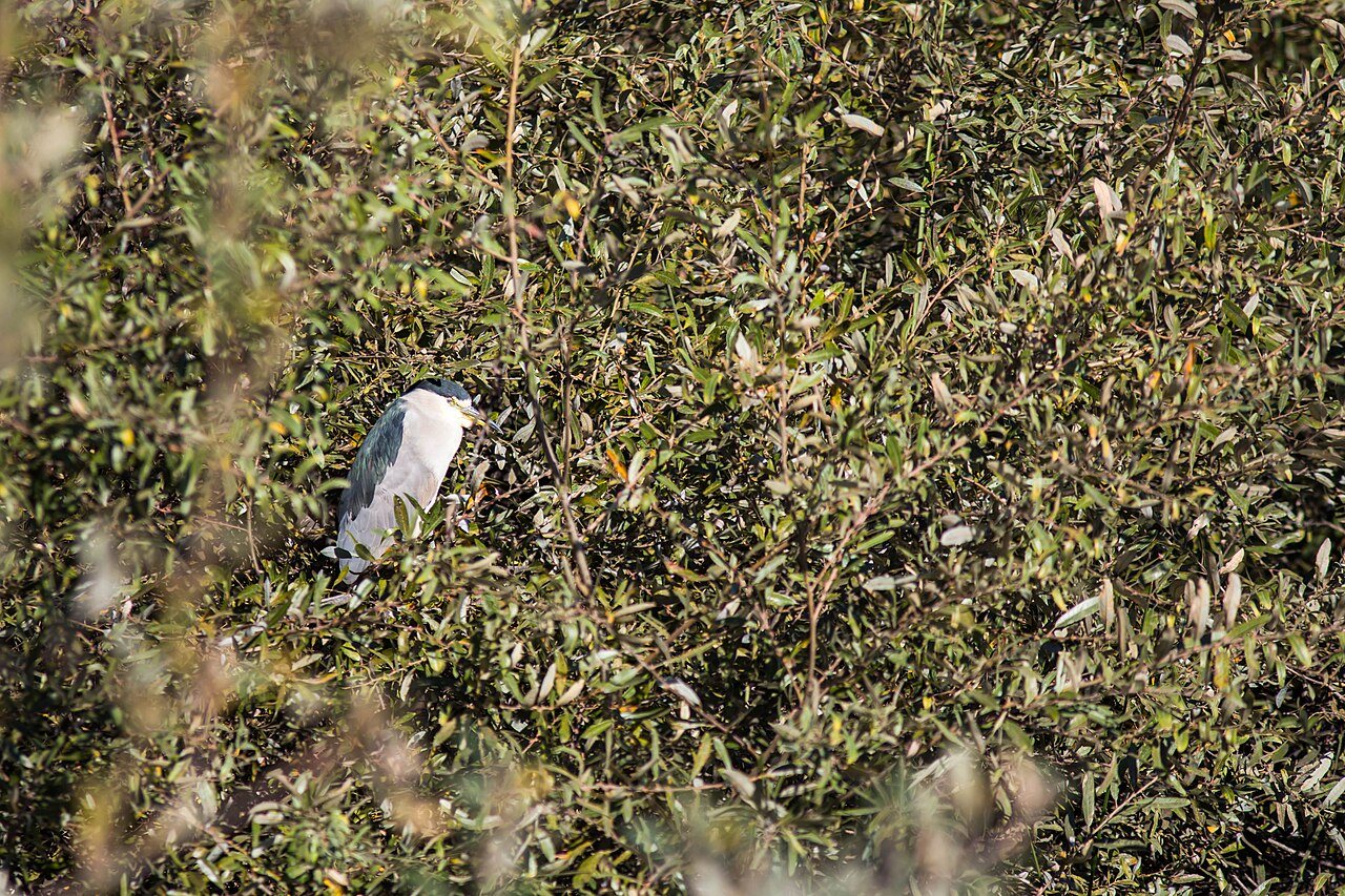 Black-crowned Night Heron, Oceano Lagoon, San Luis Obispo