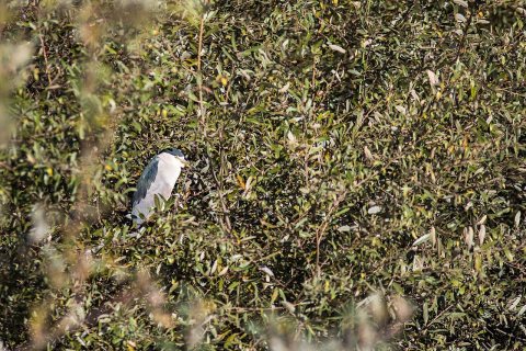 Black-crowned Night Heron, Oceano Lagoon, San Luis Obispo