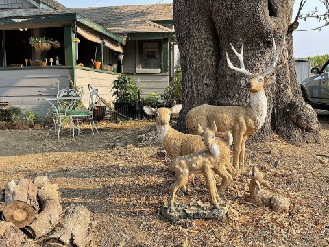 Deer at Talmage - 2021-08-22 - Sarah Stierch
