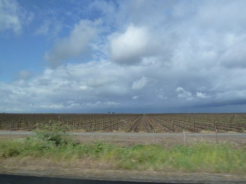 Thornton, CA Spring Vineyards, 2012