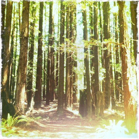 Redwoods - panoramio (1)