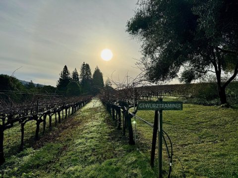 Husch vineyards