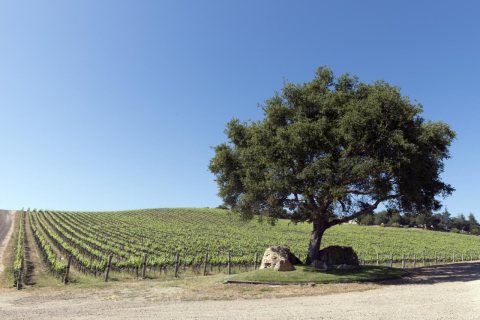 Vineyards in Central California [Laetitia Vineyard & Winery]