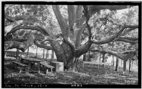 Historic American Buildings Survey, Photographed by Norris M. Knaus, March 22, 1934. VIEW OF BLACK WALNUT TREE (125 ft.…