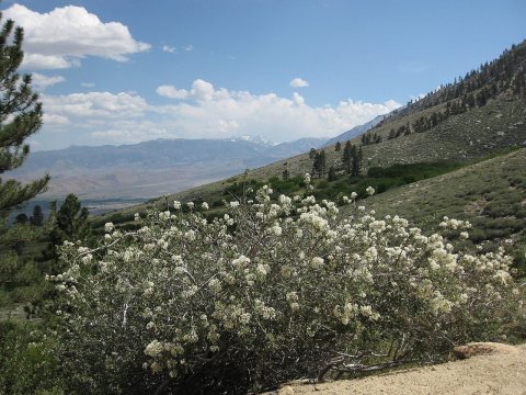 Cupleaf ceanothus C greggii bush mountainside