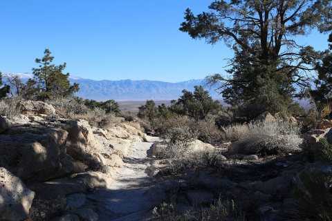 Wagon rd over rise in pinyons