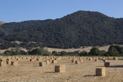Farmland in