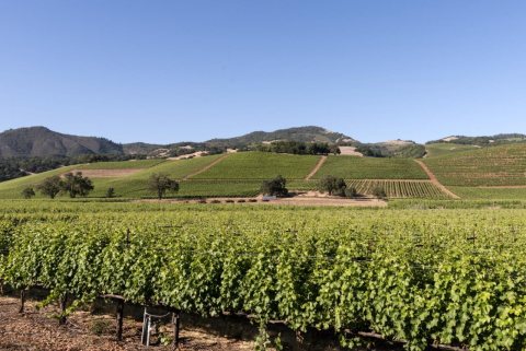 Vineyards in Central California