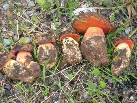 Boletus amygdalinus 63513