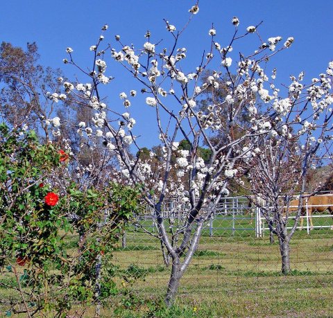 Cherry Tree, Cherry Valley, CA 3-13