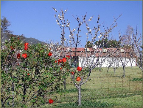 Cherry Trees and Barn, Cherry Valley 3-23-13