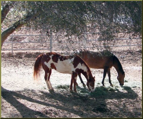 Shade Horses, Cherry Valley 3-23-13a