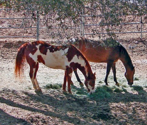 Shady Grazin', Cherry Valley, CA 3-13