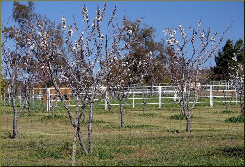 Cherry Trees and Horsers, Cherry Valley 3-23-13