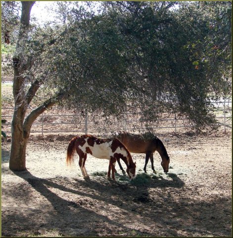 Shade Horses, Cherry Valley 3-23-13