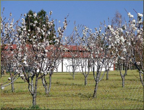 Cherry Trees, Cherry Valley 3-23-13