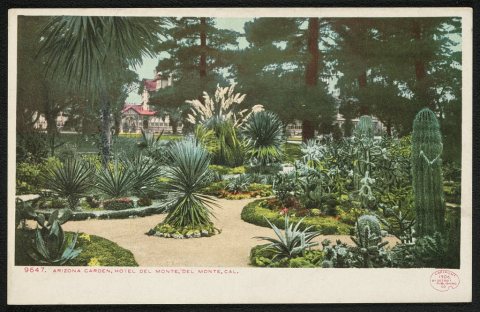 Arizona garden, Hotel Del Monte, Del Monte, Cal