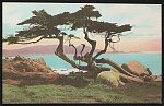 Cypress Tree, 17 Mile Drive, Hotel Del Monte, Del Monte, California