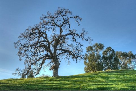 Oak Trees in Winter