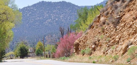Pink Along Isabella Walker Pass