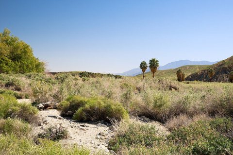 2017-03-06 USA, CA, Thousand Palms DSC 1271 DxO