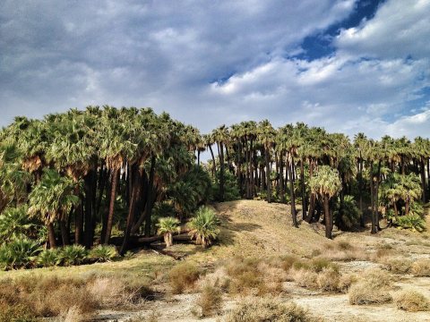 Thousand Palms