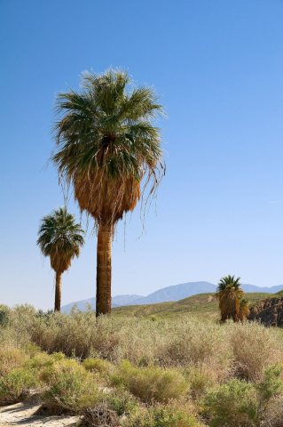 2017-03-06 USA, CA, Thousand Palms DSC 1274 DxO